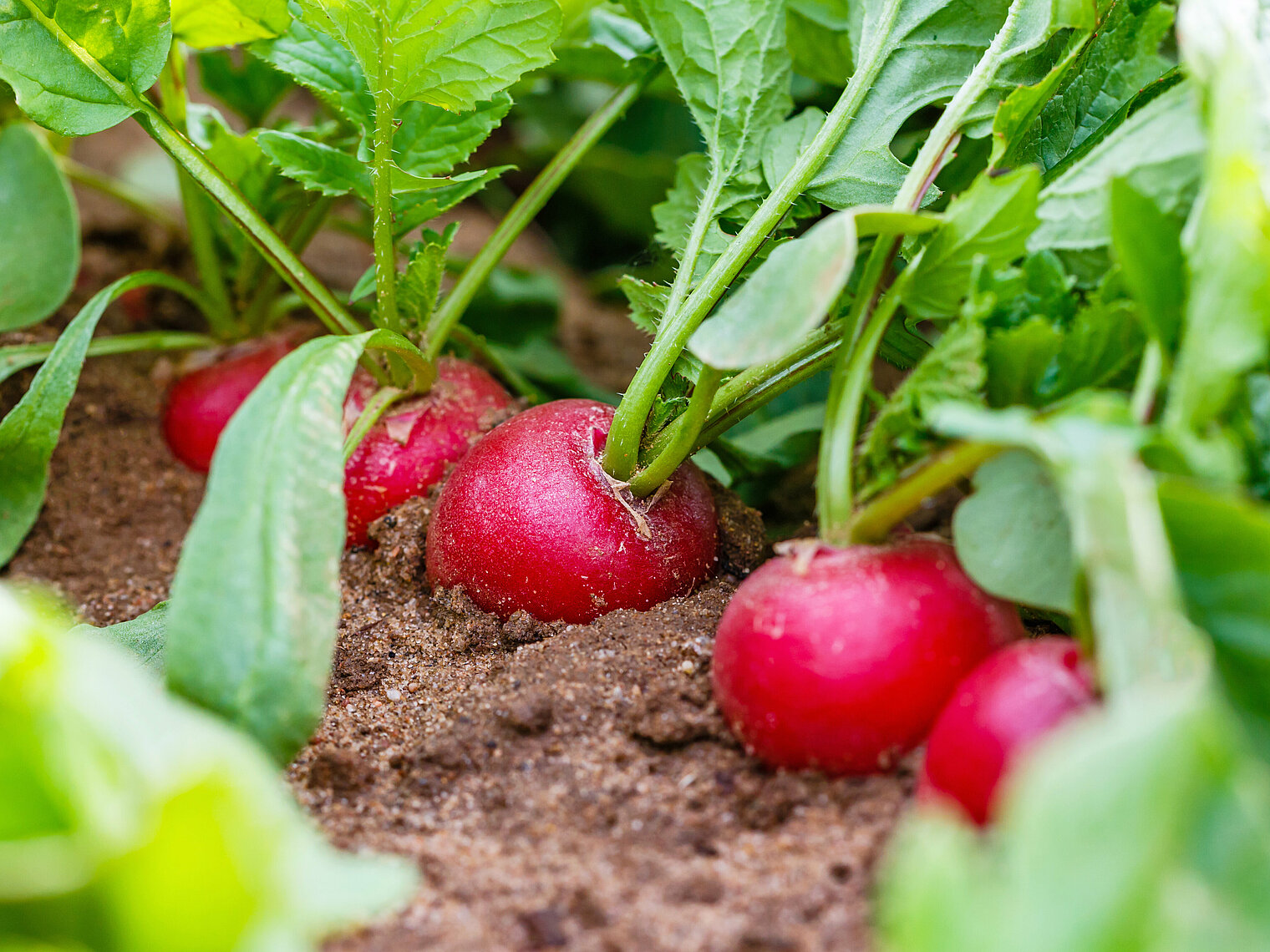 Radish cultivation