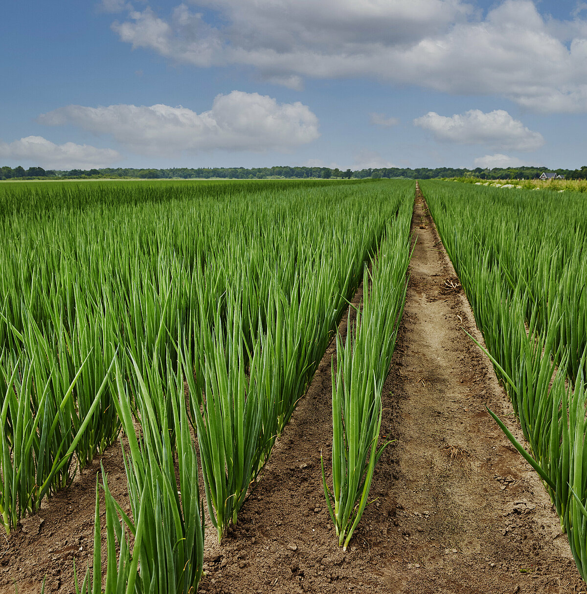 Vegetable sowing and harvesting: from seed to plate