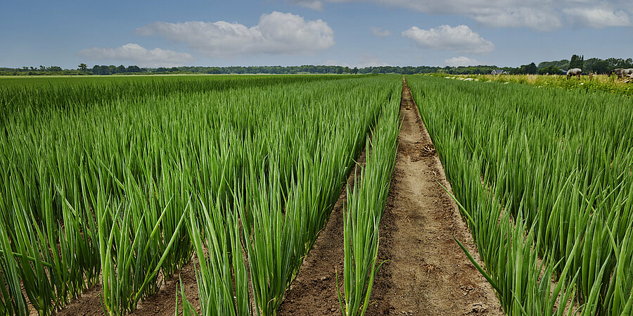 Vegetable sowing and harvesting: from seed to plate