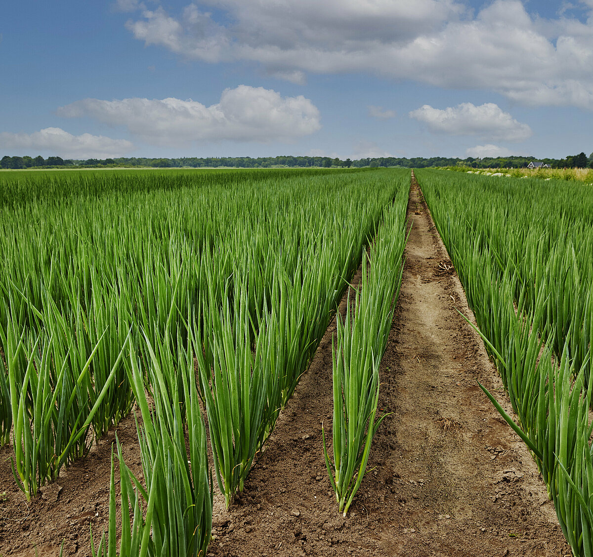 Vegetable sowing and harvesting: from seed to plate