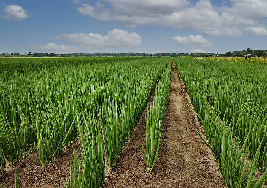 Vegetable sowing and harvesting: from seed to plate