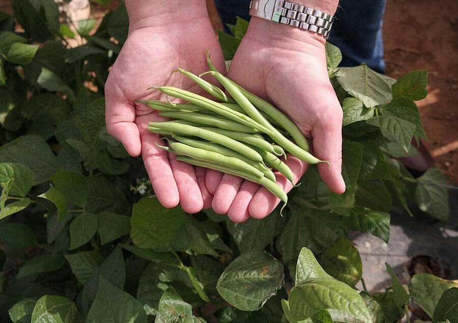 Vegetable supplier Primeale United