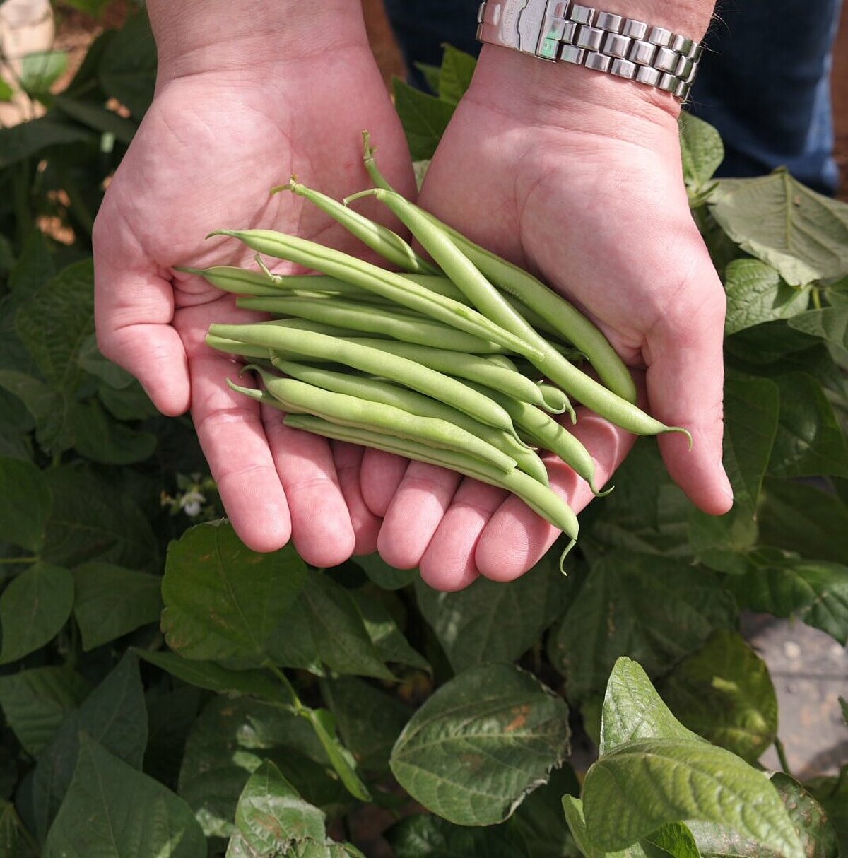 Vegetable supplier Primeale United