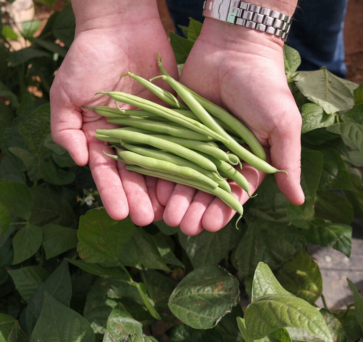 Vegetable supplier Primeale United