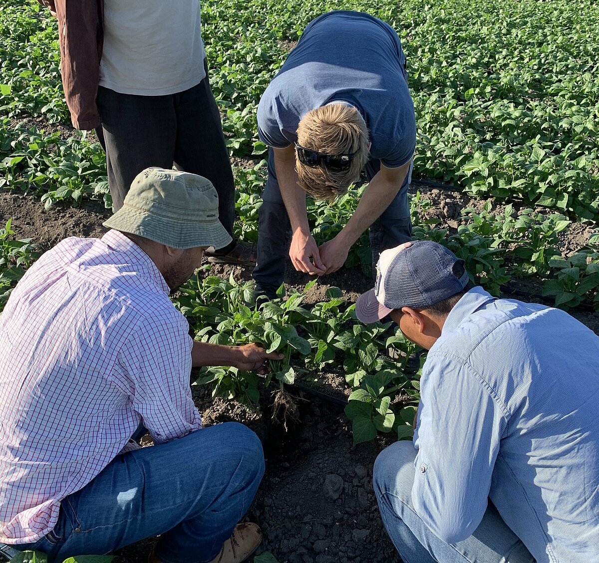 Primeale als de innovatieve partner in de groente teelt