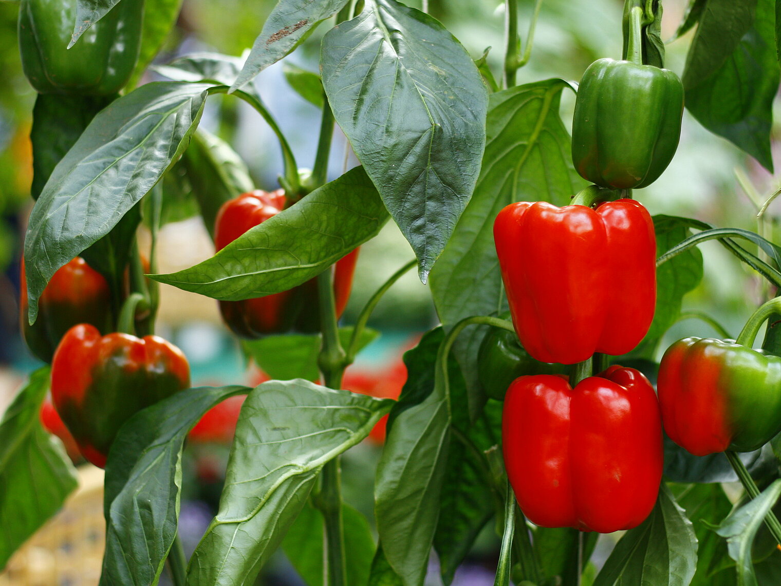 Bell pepper cultivation