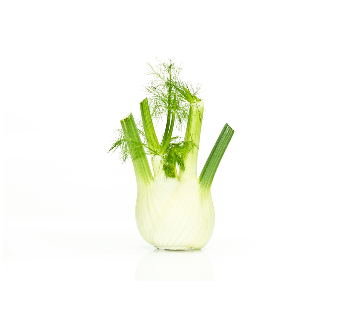 Fenchel