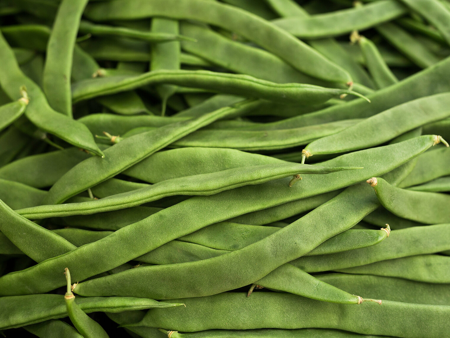 Haricots verts plats