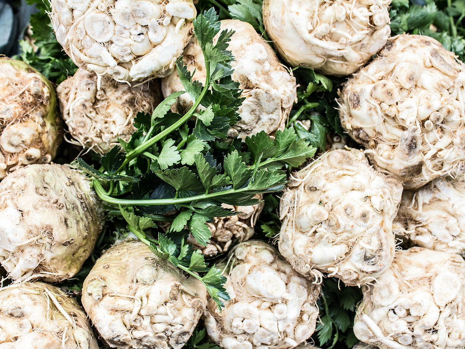 Celeriac cultivation