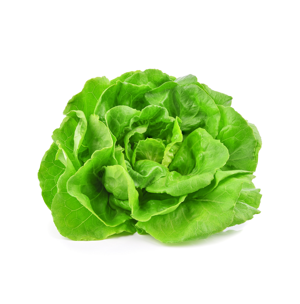 Kropsla teelt voor de beste sla Kropsla teelt voor de beste sla