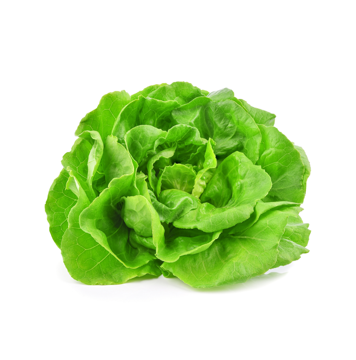 Kopfsalat