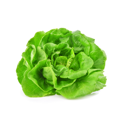 Butterhead lettuce