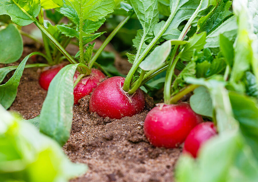 Our partnerships with vegetable farmers