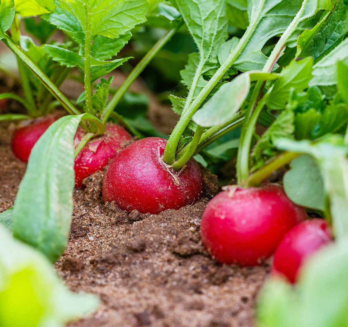 Our partnerships with vegetable farmers