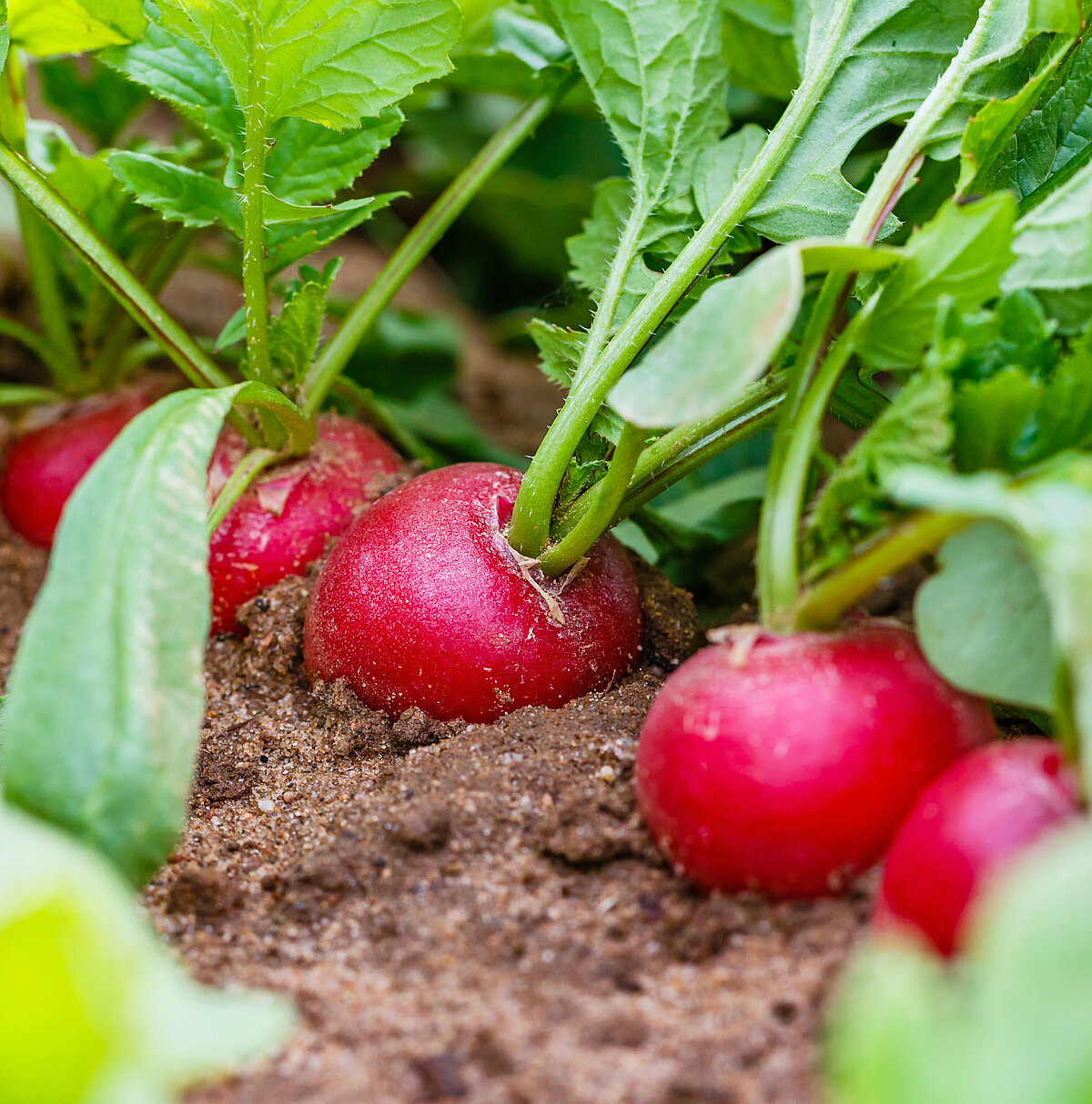 Our partnerships with vegetable farmers