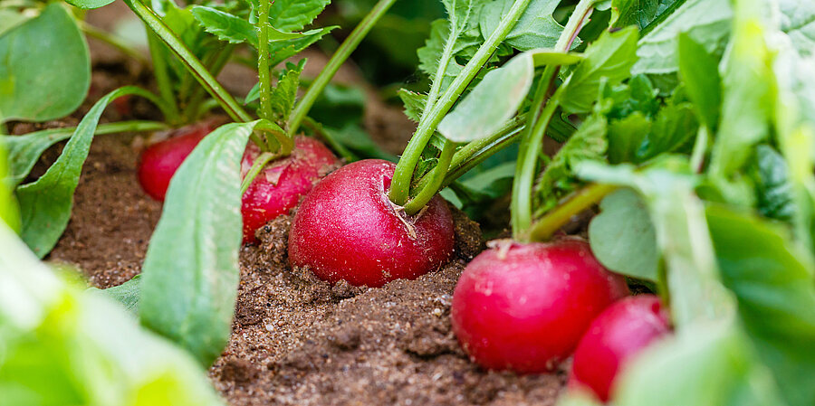 Our partnerships with vegetable farmers