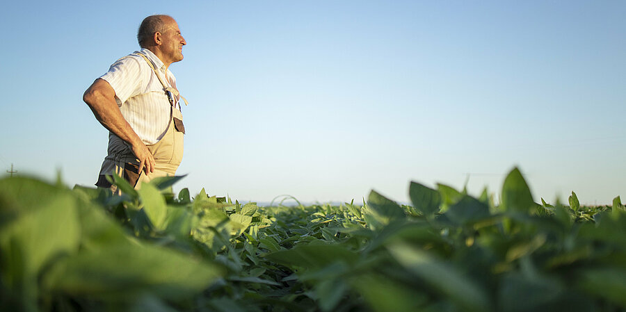 Vegetable farmer collaborations