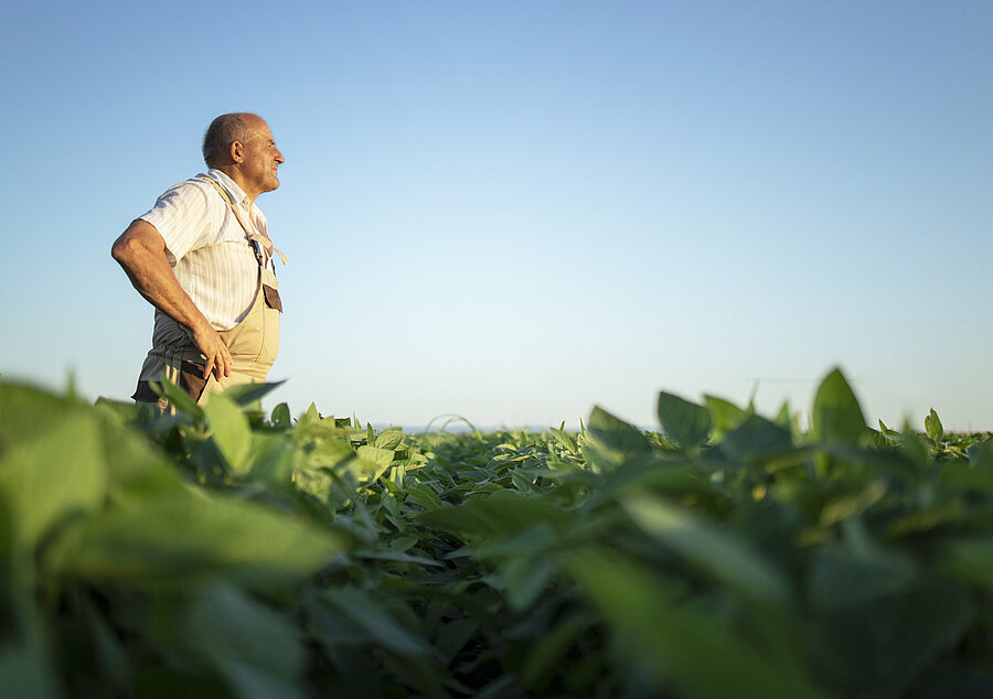 Vegetable farmer collaborations