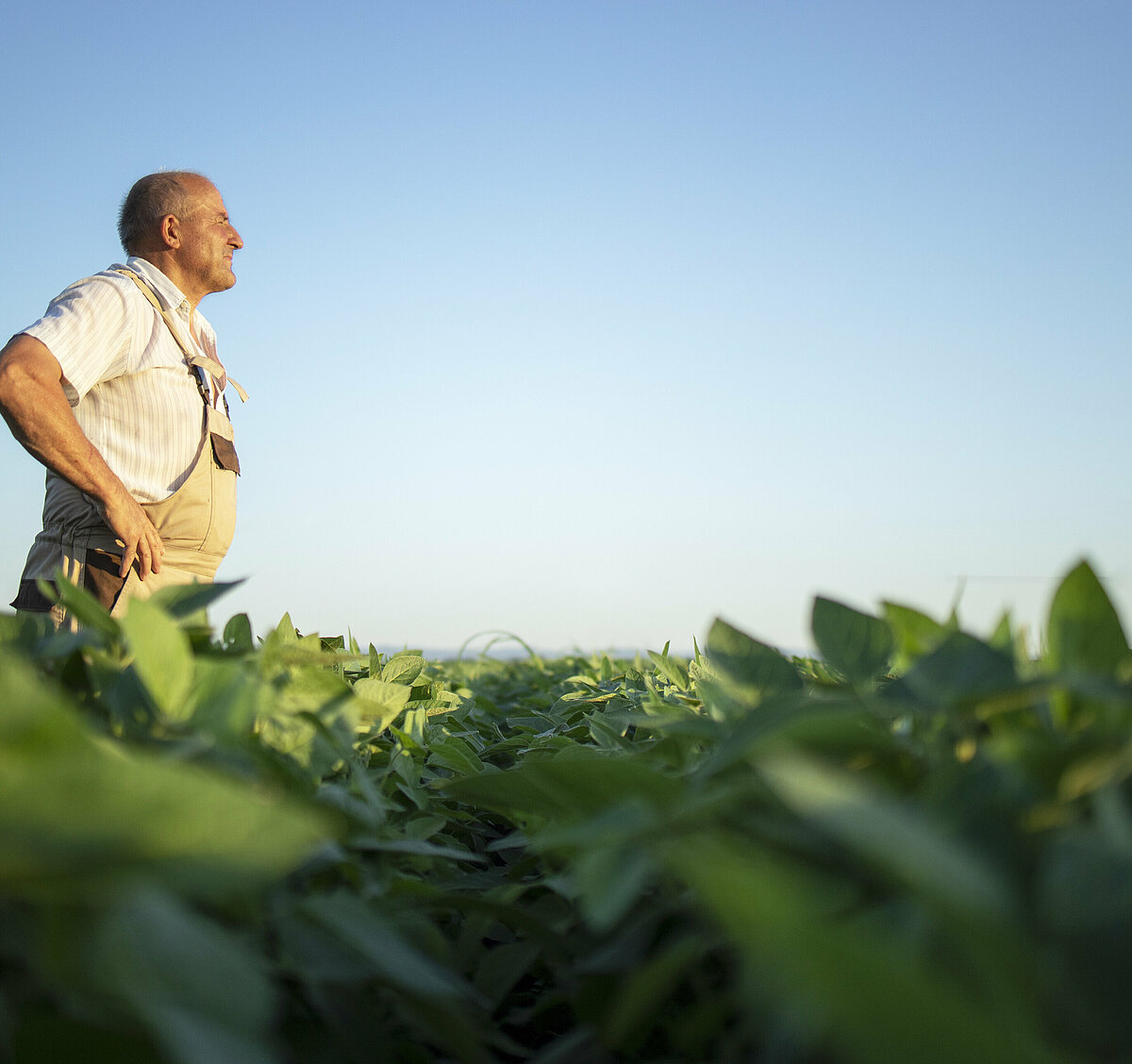 Vegetable farmer collaborations