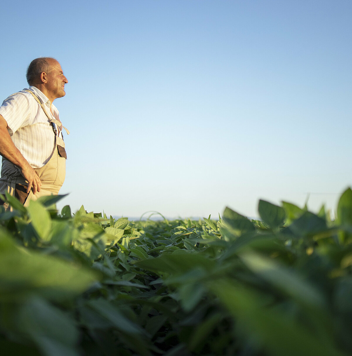 Vegetable farmer collaborations