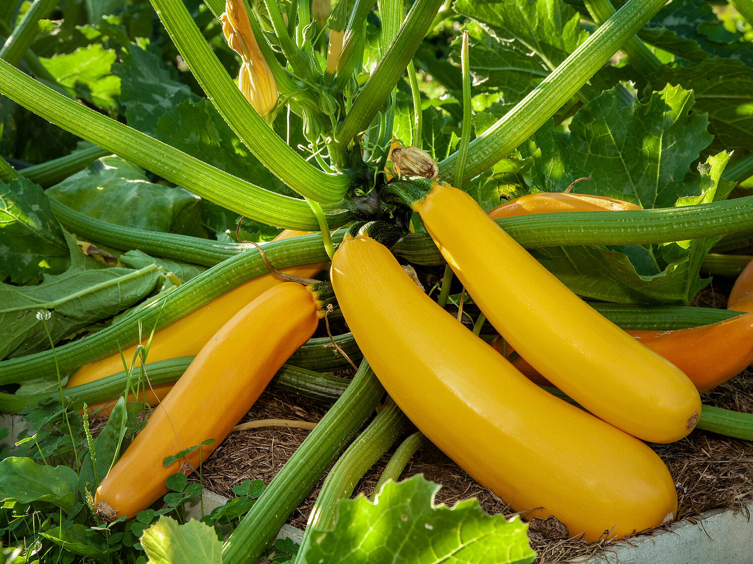 Courgette teelt