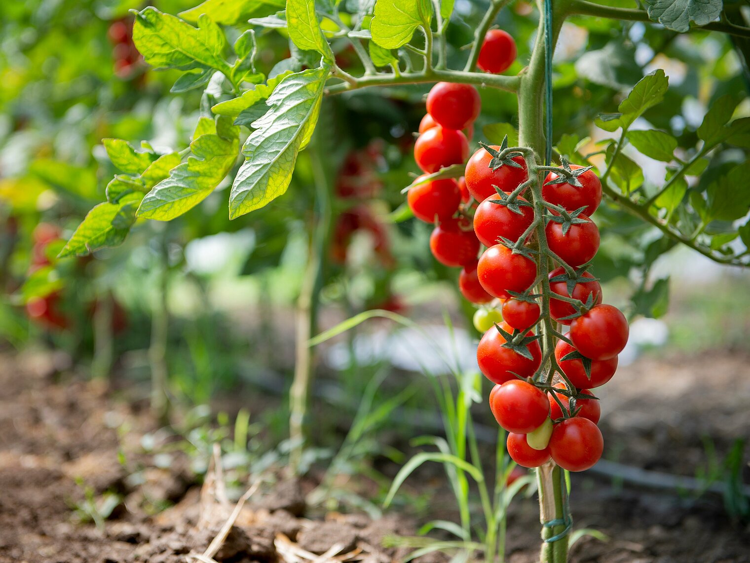 Culture de tomates cerises