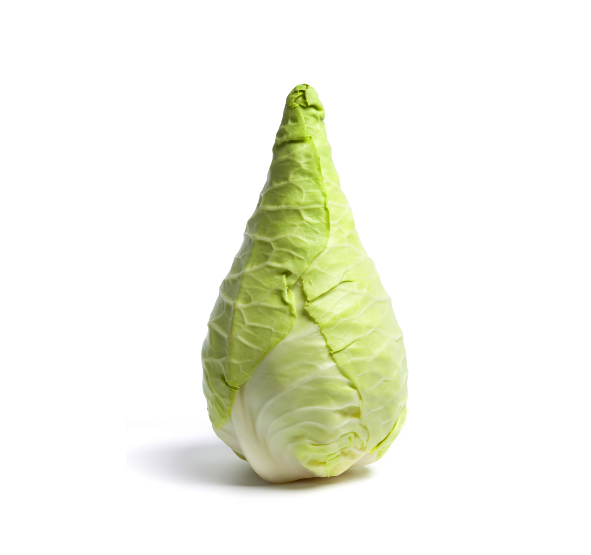 Pointed cabbage cultivation for the best quality pointed cabbage