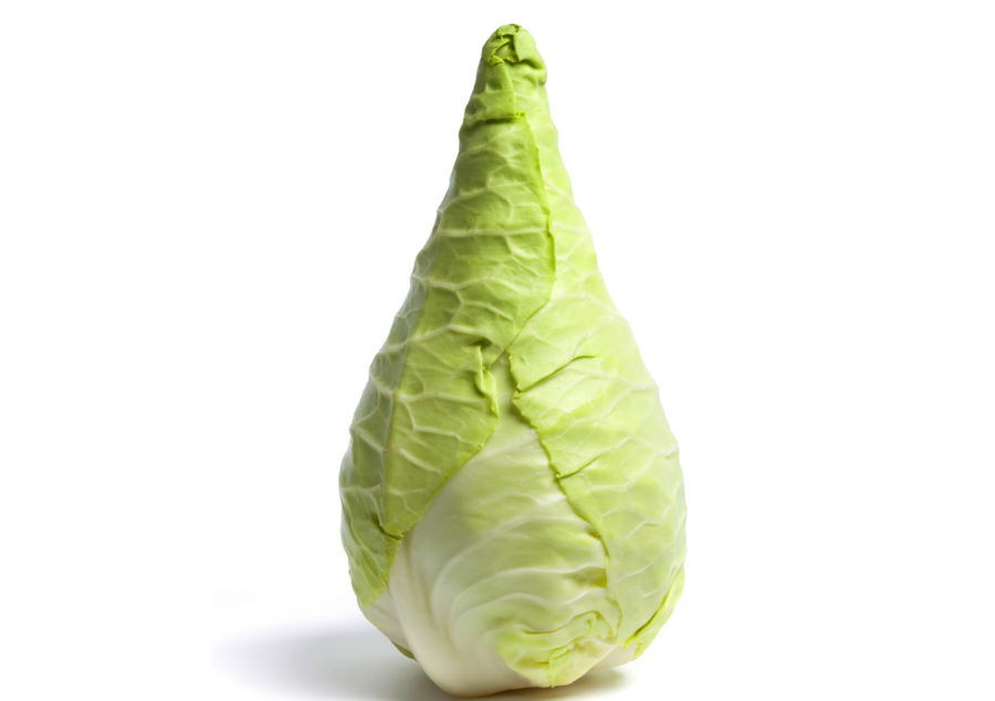 Pointed cabbage cultivation for the best quality pointed cabbage
