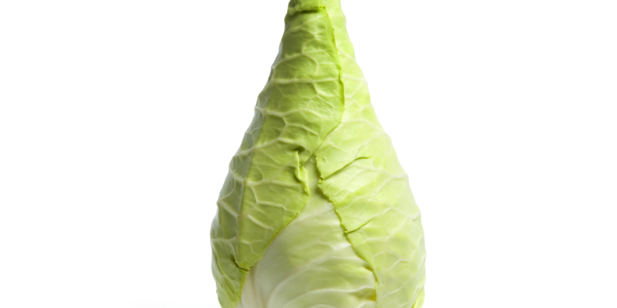 Pointed cabbage cultivation for the best quality pointed cabbage