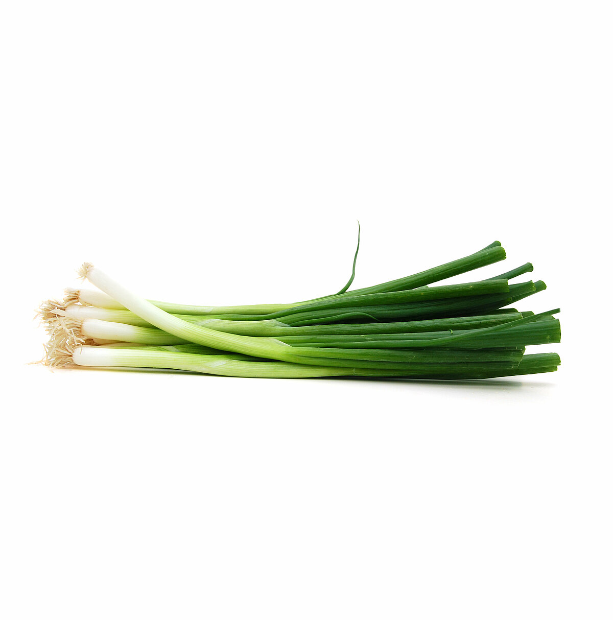 Spring onion cultivation for the best spring onions
