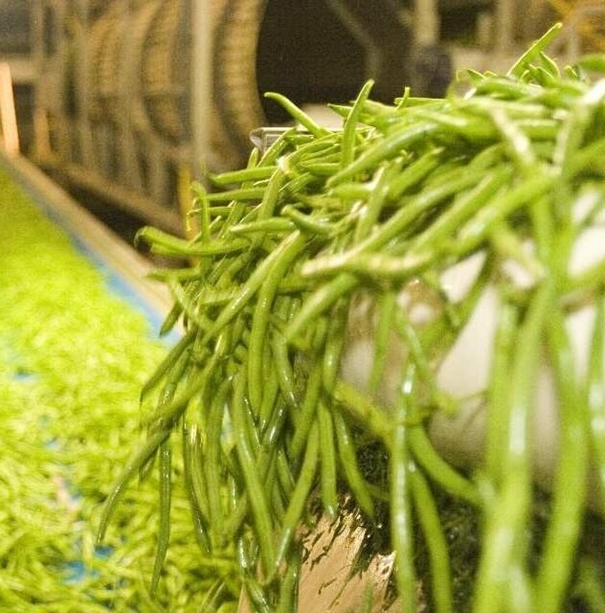 Vegetable packaging Vegetable packaging