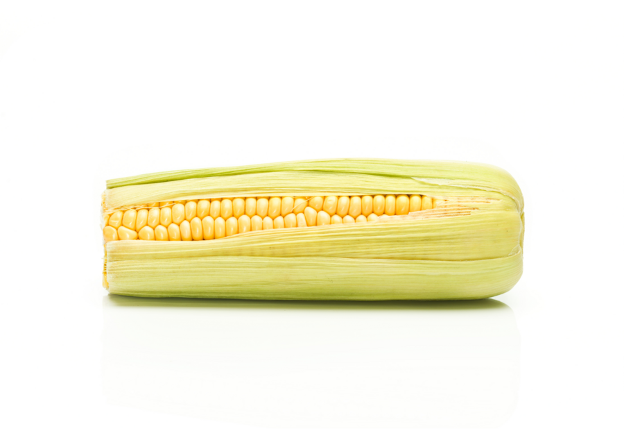 Sweetcorn cultivation for the best quality sweetcorn