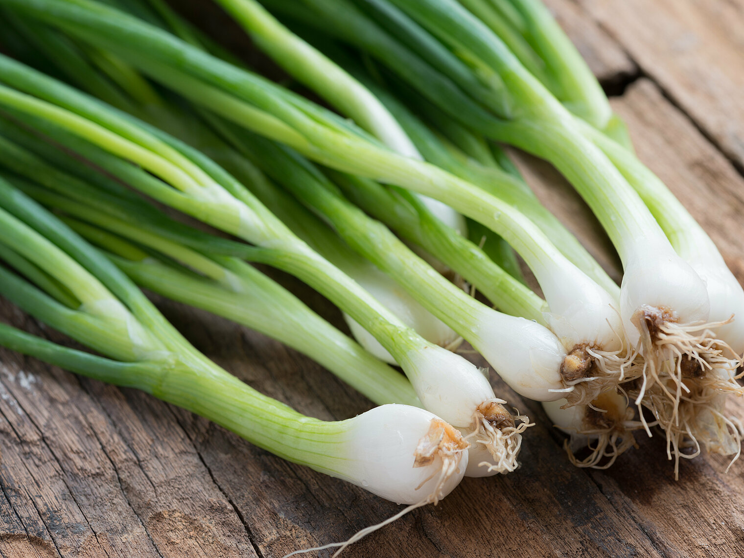 Spring onion cultivation