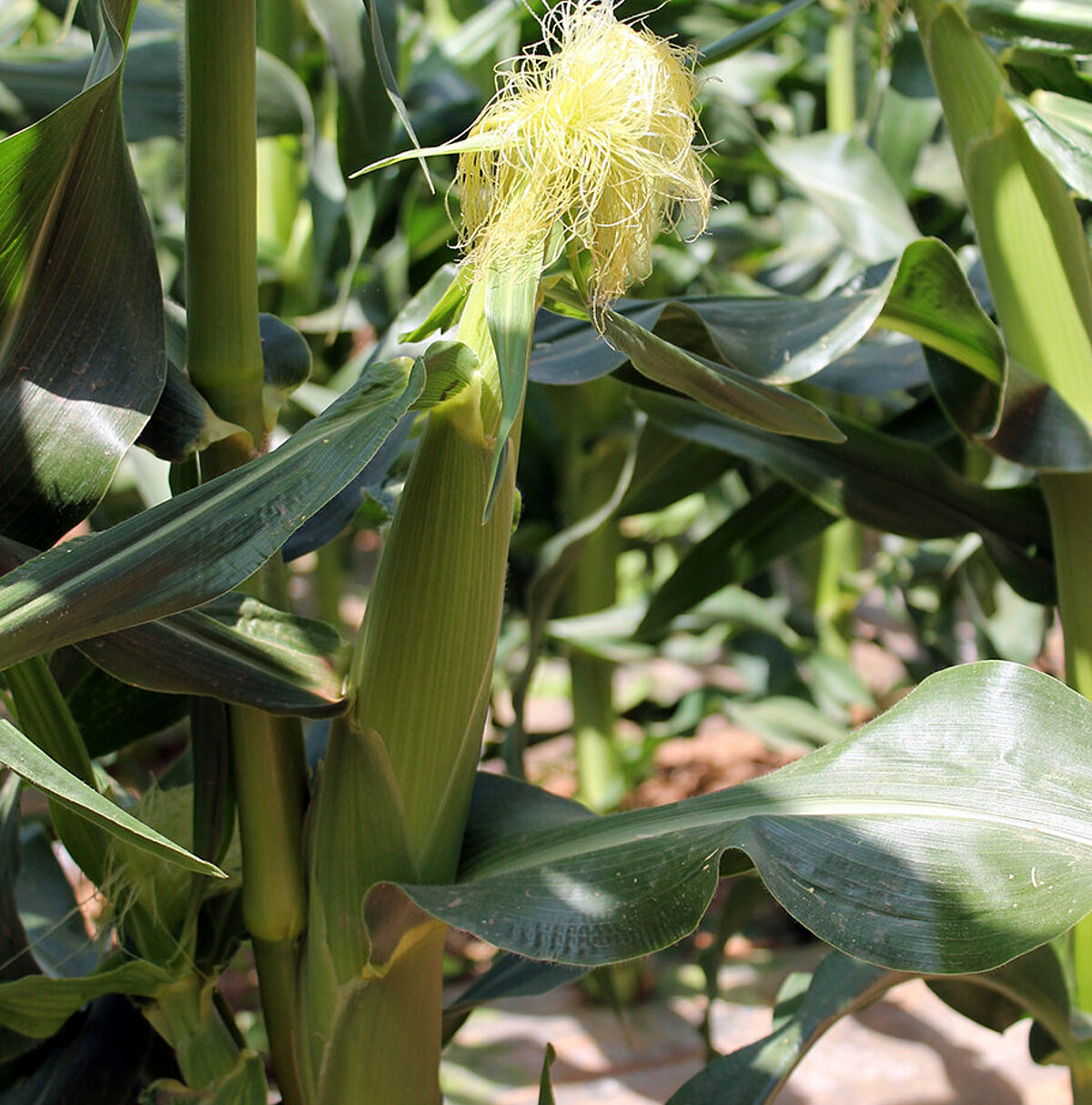 Sustainable fresh vegetables