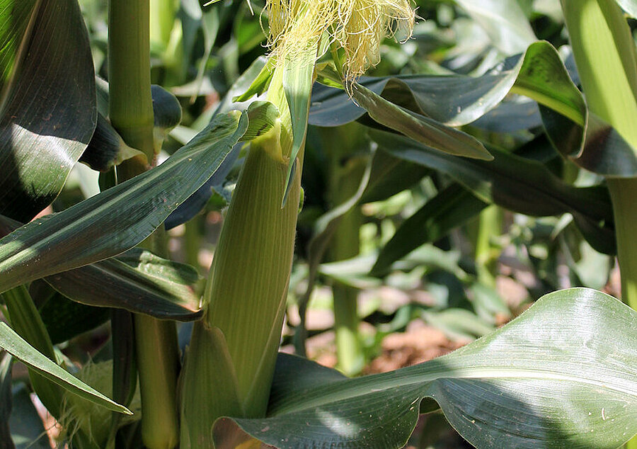 Sustainable fresh vegetables