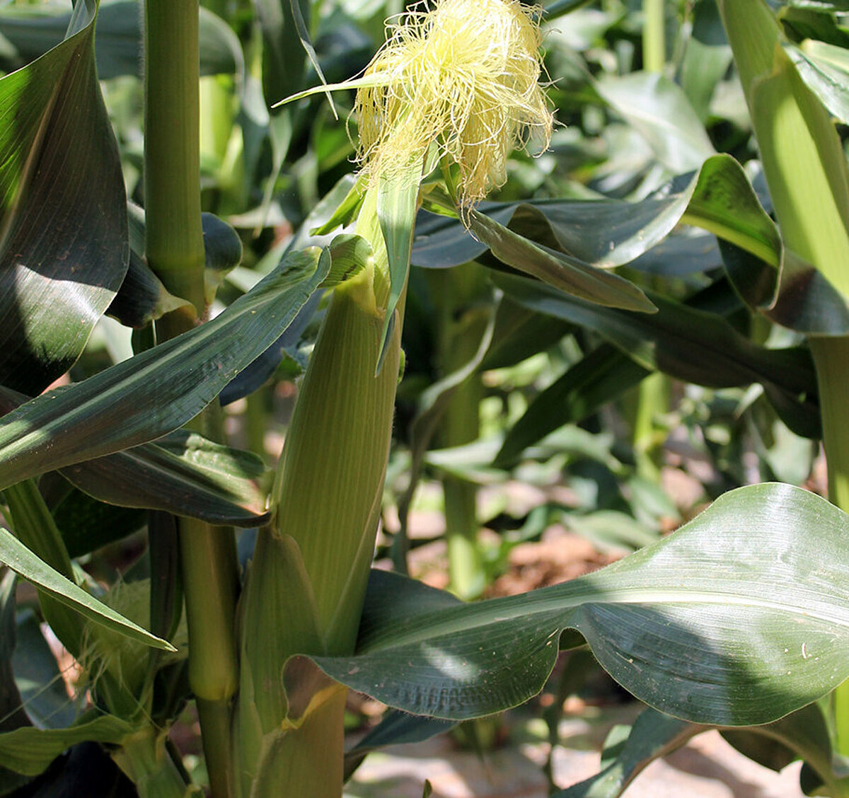 Sustainable fresh vegetables