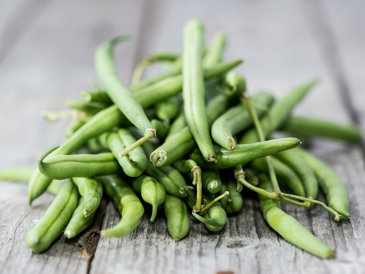 Cultivation des haricots verts bobby