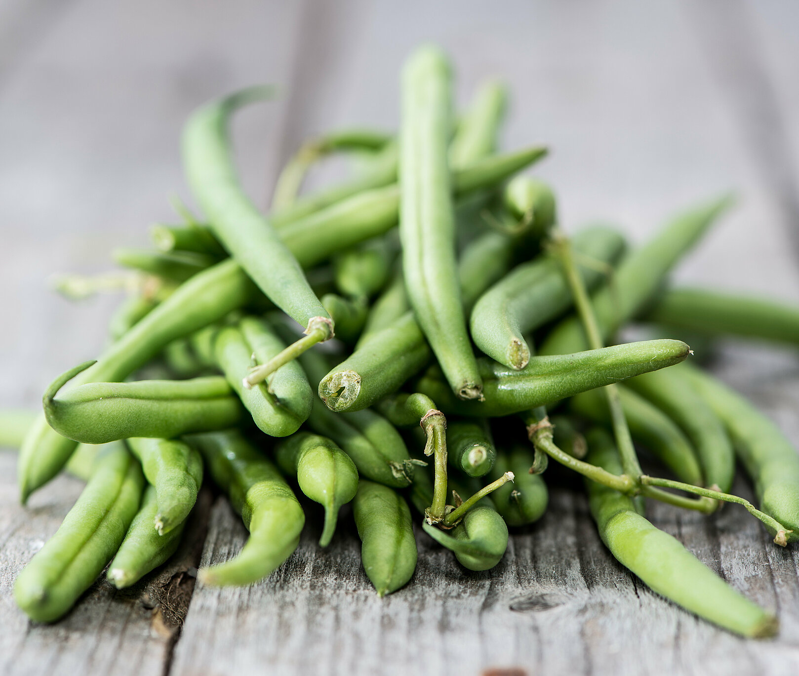 Green beans cultivation sites in Senegal