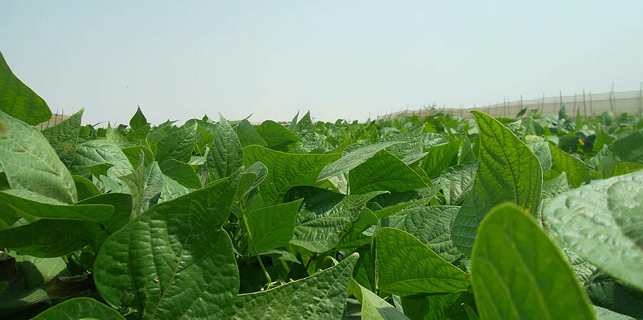 Sustainable and innovative vegetable farming