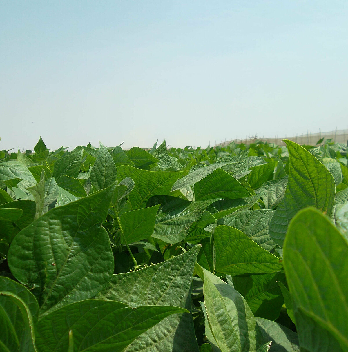 Sustainable and innovative vegetable farming