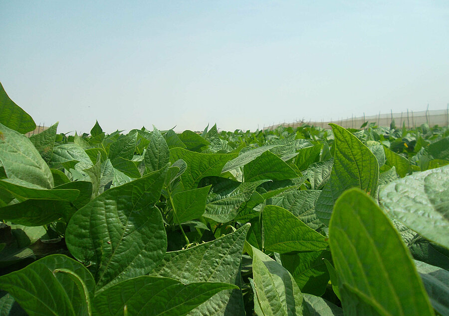 Sustainable and innovative vegetable farming