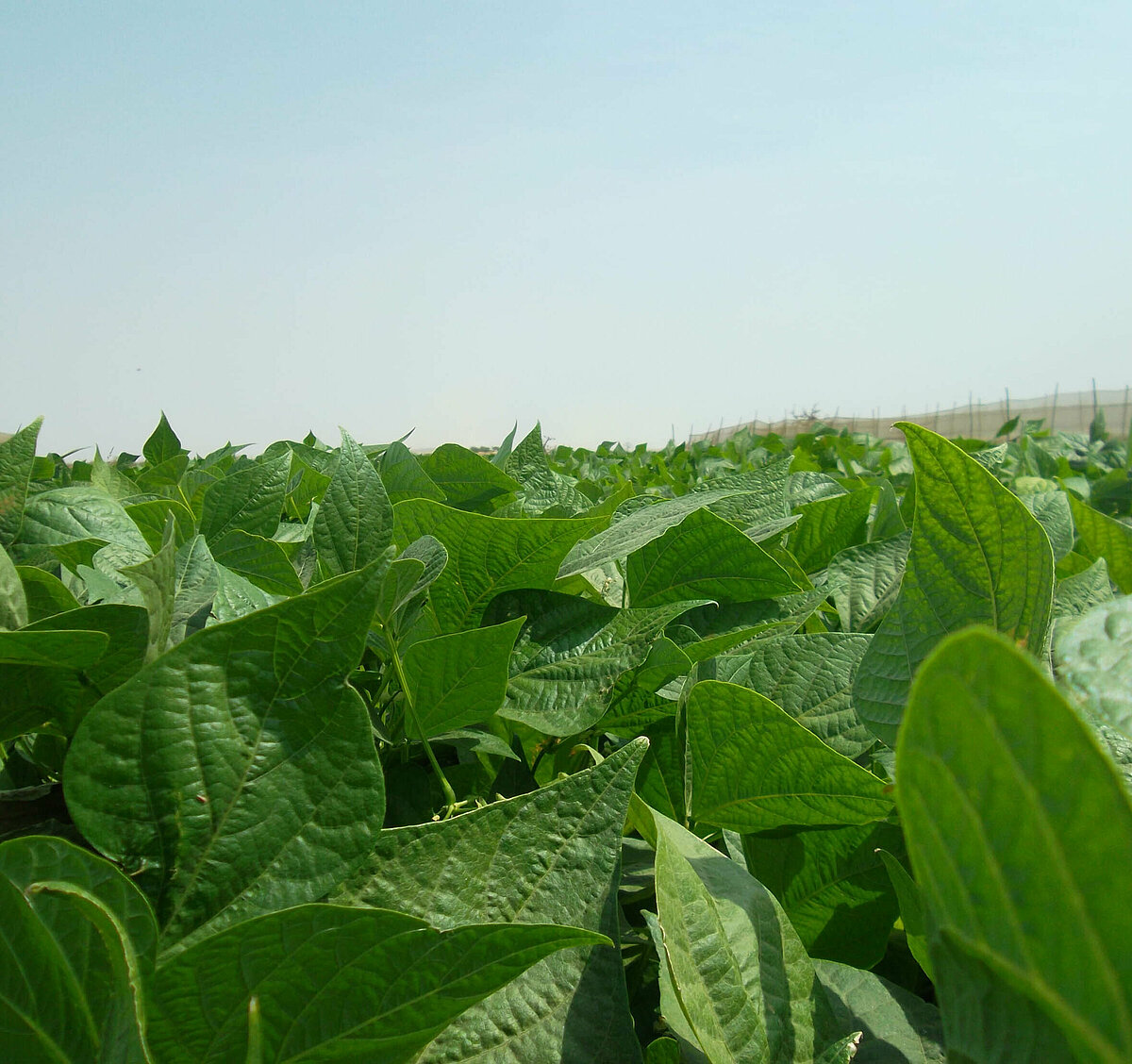 Sustainable and innovative vegetable farming