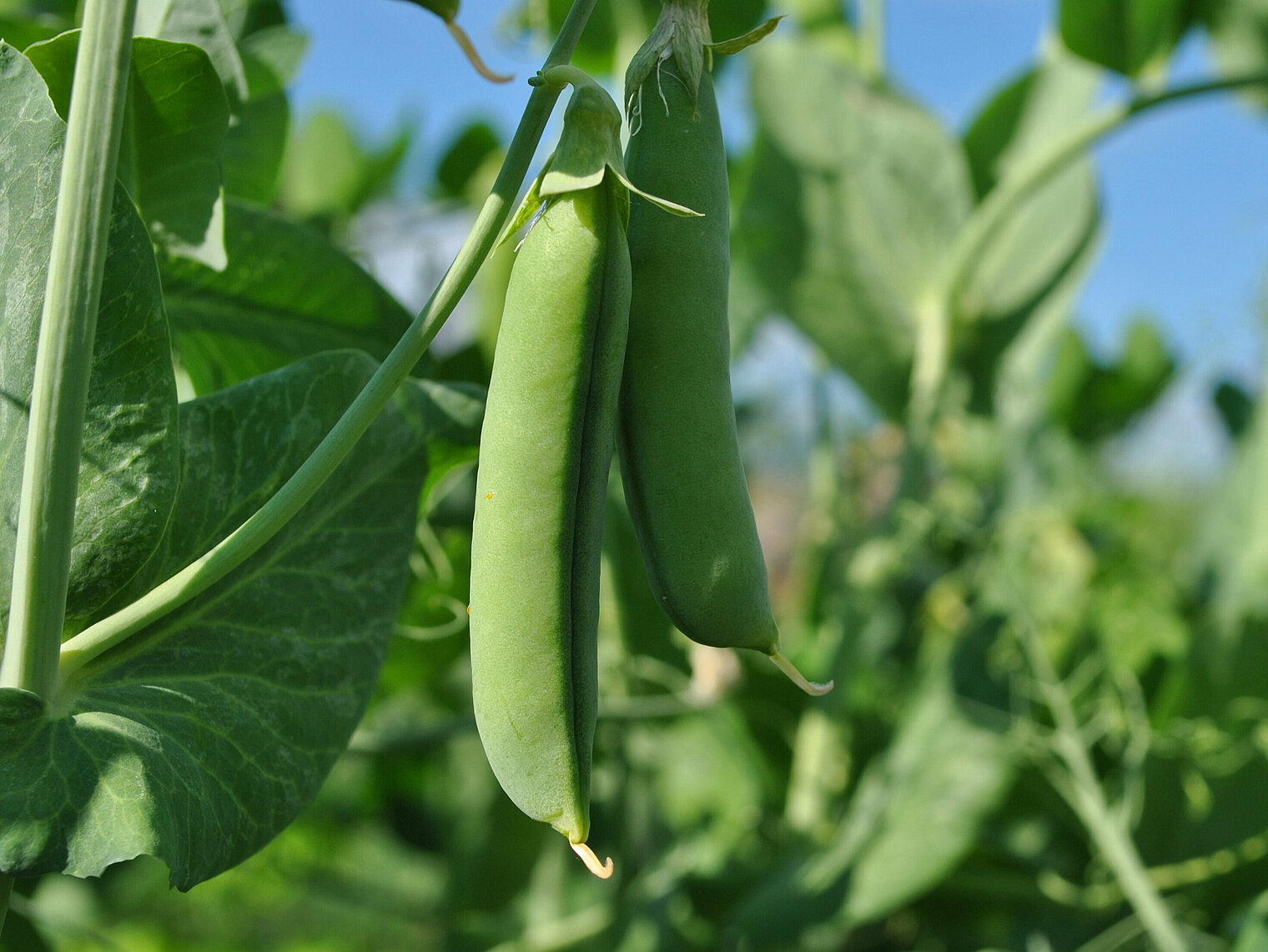 Culture des pois sucre