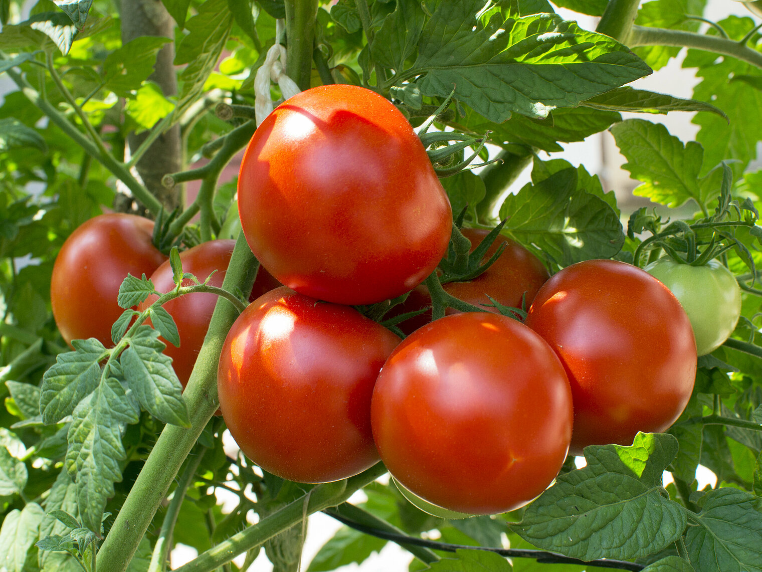 Strauchtomaten anbau