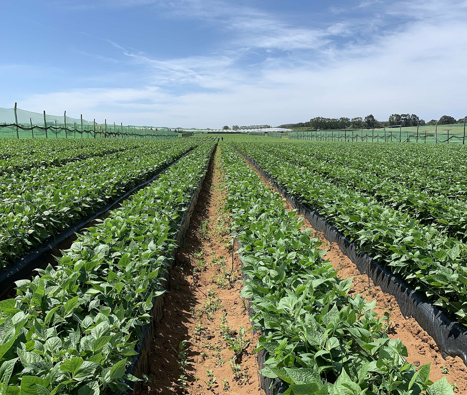 Green beans cultivation sites in Morocco