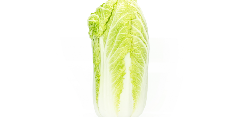 Chinese cabbage cultivation for the best quality Chinese cabbage