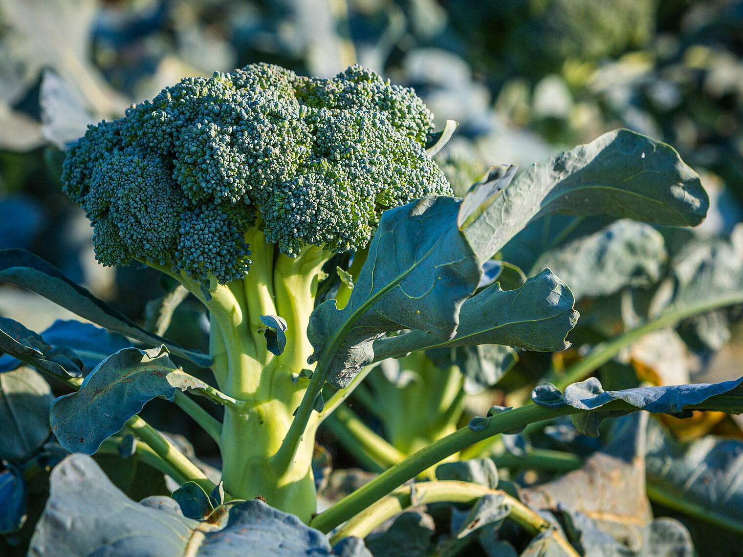 Broccoli cultivation