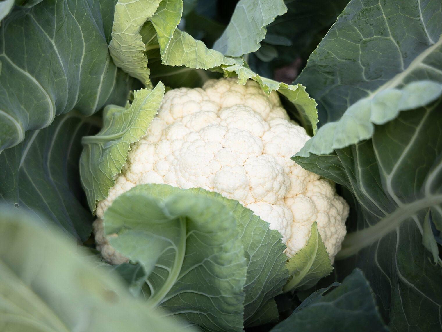 Cauliflower cultivation