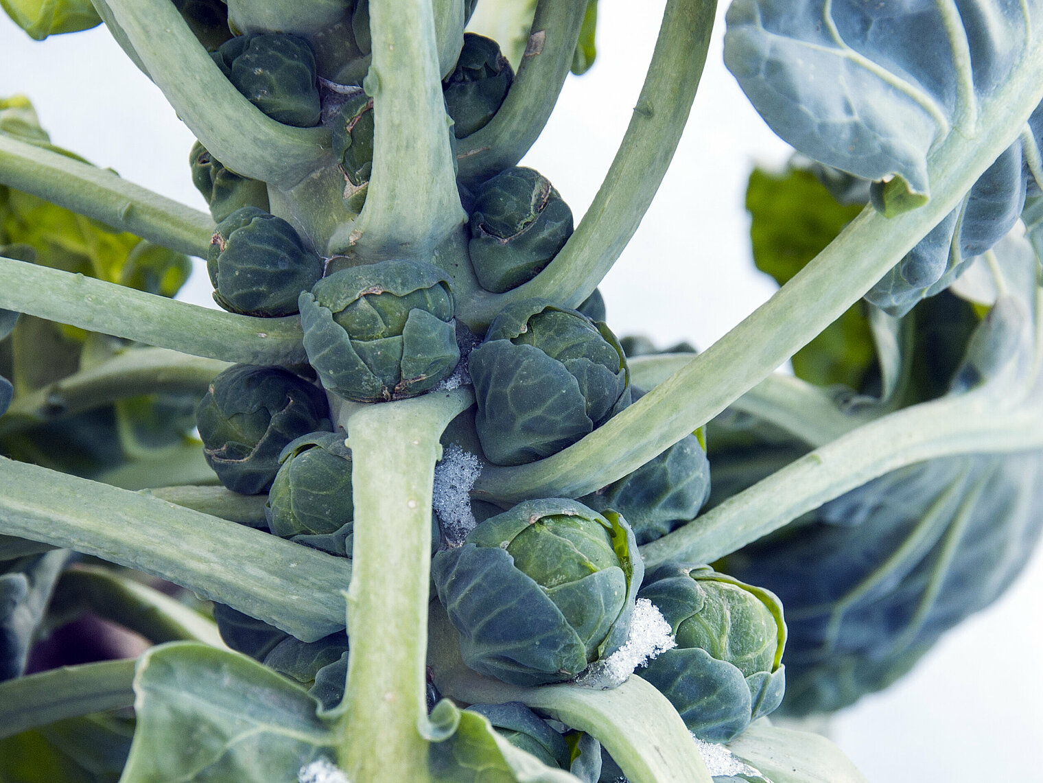 Brussels sprouts cultivation