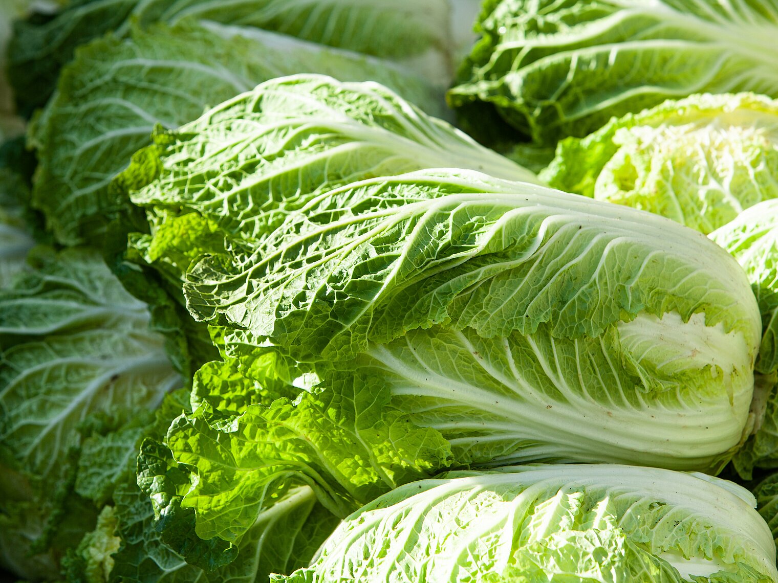 Chinese cabbage cultivation